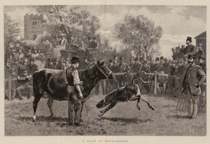 Shorthorn Satışı